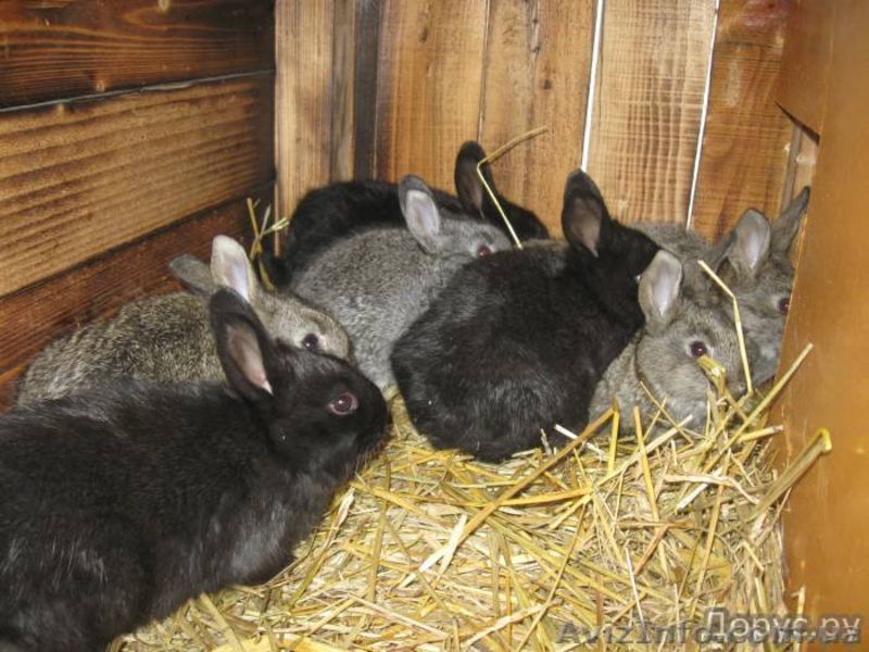 кролики мясных и элитно-меховых пород - <ro>Изображение</ro><ru>Изображение</ru> #2, <ru>Объявление</ru> #594674
