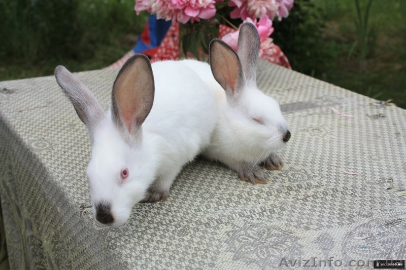 кролики мясных и элитно-меховых пород - <ro>Изображение</ro><ru>Изображение</ru> #4, <ru>Объявление</ru> #594674