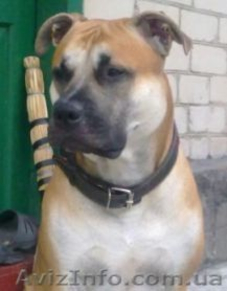Чистокровные щенки американского пит-бультерьера   - <ro>Изображение</ro><ru>Изображение</ru> #2, <ru>Объявление</ru> #589260