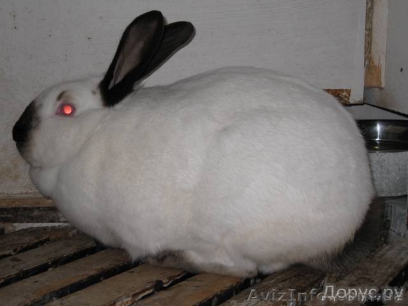кролики мясных и элитно-меховых пород - <ro>Изображение</ro><ru>Изображение</ru> #3, <ru>Объявление</ru> #594674