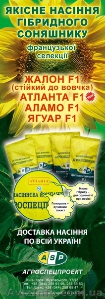 Семена подсолнечника Аламо,Атланта - <ro>Изображение</ro><ru>Изображение</ru> #2, <ru>Объявление</ru> #578428