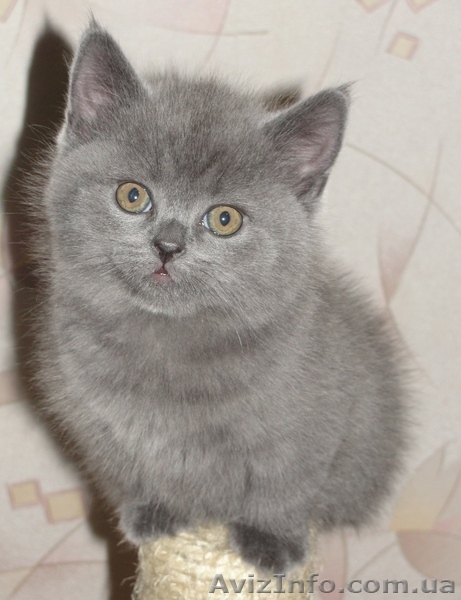 британская голубая кошечка - <ro>Изображение</ro><ru>Изображение</ru> #3, <ru>Объявление</ru> #571144