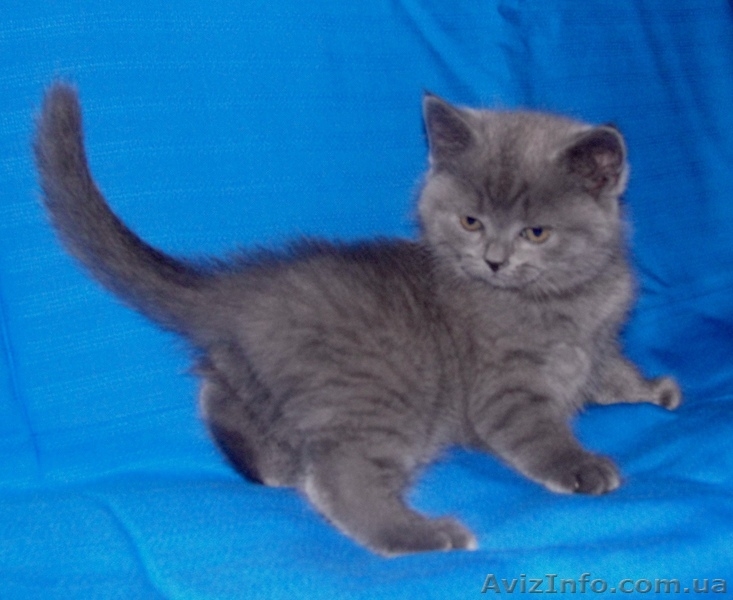 британская голубая кошечка - <ro>Изображение</ro><ru>Изображение</ru> #2, <ru>Объявление</ru> #571144