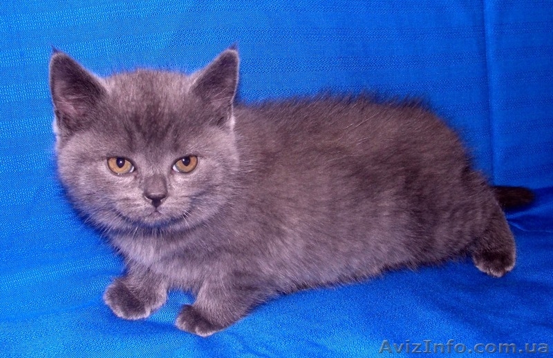 британская голубая кошечка - <ro>Изображение</ro><ru>Изображение</ru> #1, <ru>Объявление</ru> #571144