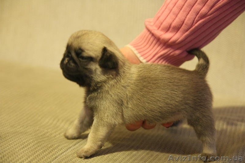 продам породистых щенков мопса - <ro>Изображение</ro><ru>Изображение</ru> #1, <ru>Объявление</ru> #561629