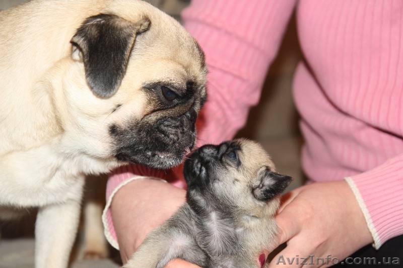 продам породистых щенков мопса - <ro>Изображение</ro><ru>Изображение</ru> #2, <ru>Объявление</ru> #561629