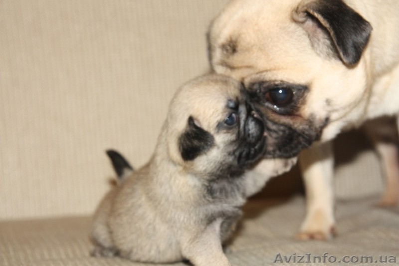 продам породистых щенков мопса - <ro>Изображение</ro><ru>Изображение</ru> #3, <ru>Объявление</ru> #561629