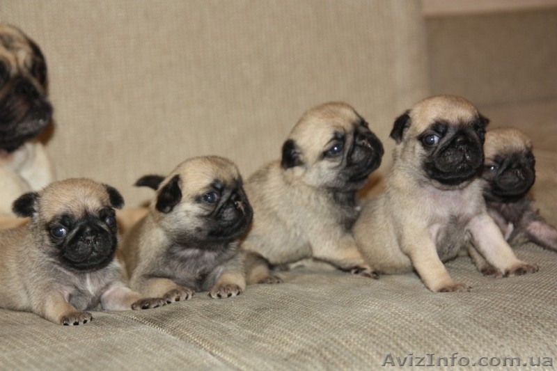 продам породистых щенков мопса - <ro>Изображение</ro><ru>Изображение</ru> #4, <ru>Объявление</ru> #561629