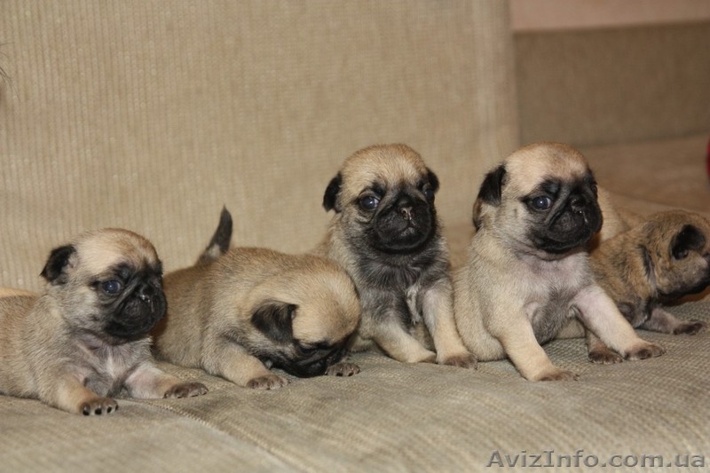 продам породистых щенков мопса - <ro>Изображение</ro><ru>Изображение</ru> #6, <ru>Объявление</ru> #561629