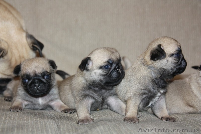 продам породистых щенков мопса - <ro>Изображение</ro><ru>Изображение</ru> #7, <ru>Объявление</ru> #561629