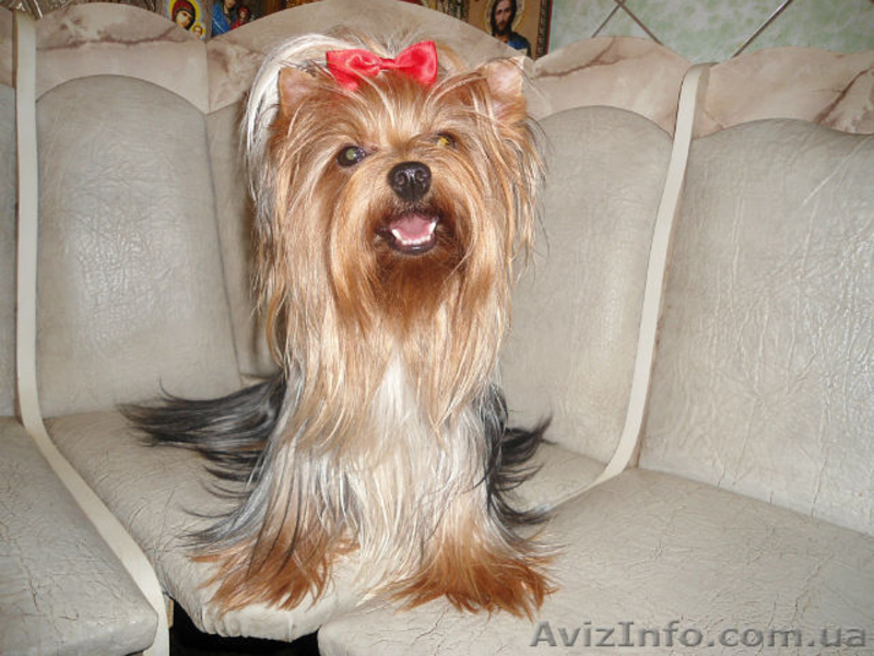 ЙОКШИРСКИЙ ТЕРЬЕР - <ro>Изображение</ro><ru>Изображение</ru> #1, <ru>Объявление</ru> #606880