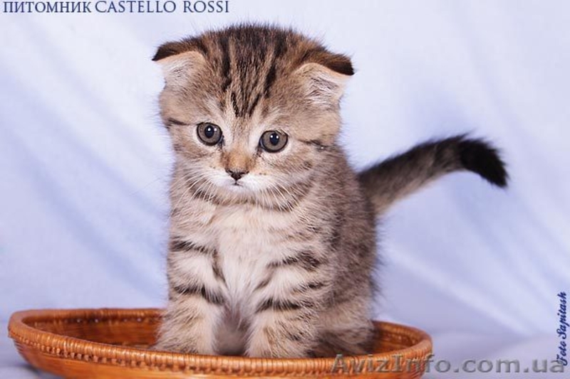 Шотландская вислоухая малышка - <ro>Изображение</ro><ru>Изображение</ru> #1, <ru>Объявление</ru> #618397