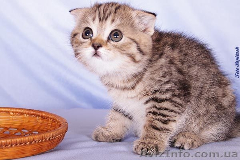 Шотландская вислоухая малышка - <ro>Изображение</ro><ru>Изображение</ru> #3, <ru>Объявление</ru> #618397