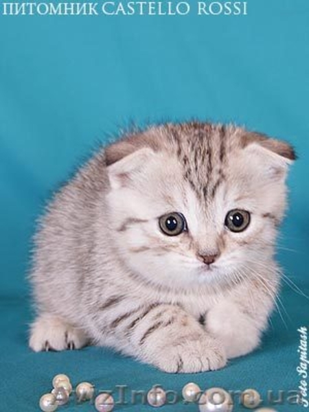 Шотландская вислоухая кошечка - <ro>Изображение</ro><ru>Изображение</ru> #1, <ru>Объявление</ru> #618384