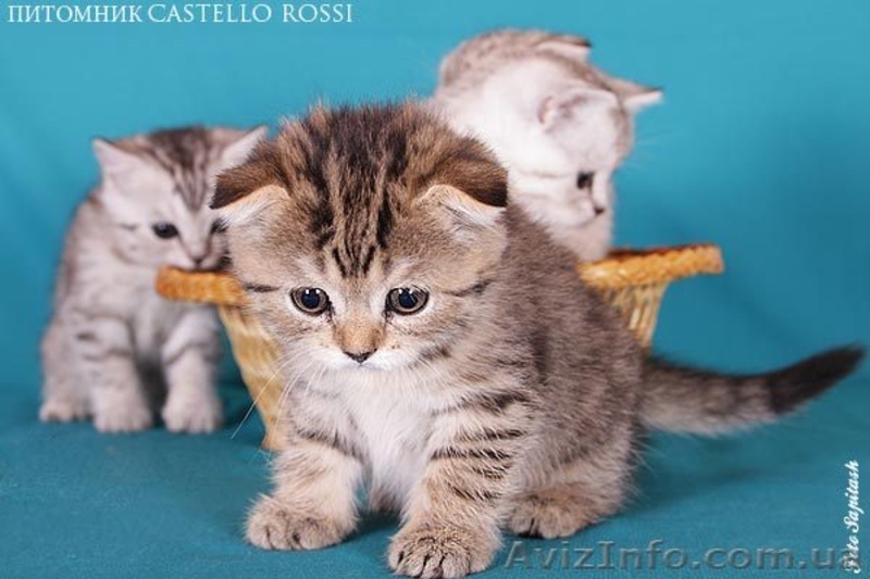 Шотландская вислоухая малышка - <ro>Изображение</ro><ru>Изображение</ru> #4, <ru>Объявление</ru> #618397