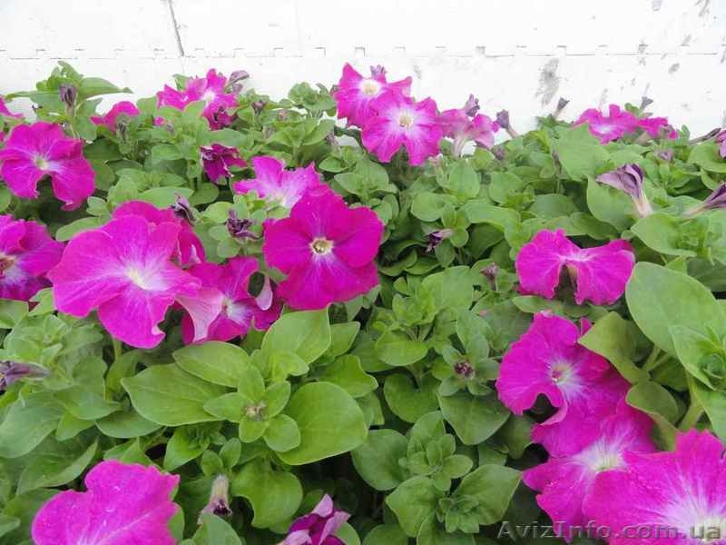 Цветы для озеленения Луганска - <ro>Изображение</ro><ru>Изображение</ru> #3, <ru>Объявление</ru> #611274