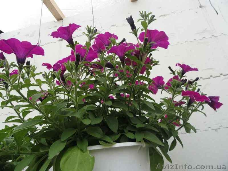 Цветы для озеленения Луганска - <ro>Изображение</ro><ru>Изображение</ru> #4, <ru>Объявление</ru> #611274