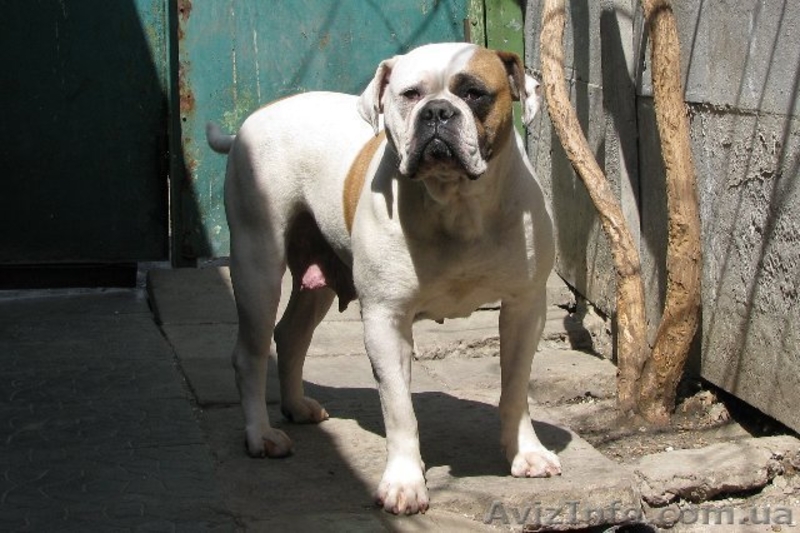 Щенки Американского бульдога в п-ке "RIVA ROCCI" - <ro>Изображение</ro><ru>Изображение</ru> #3, <ru>Объявление</ru> #443204