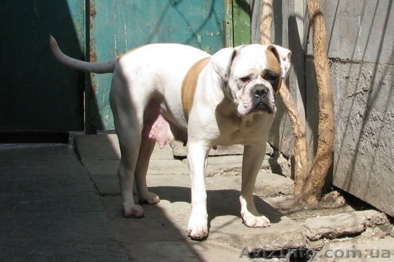 Щенки Американского бульдога в п-ке "RIVA ROCCI" - <ro>Изображение</ro><ru>Изображение</ru> #4, <ru>Объявление</ru> #443204