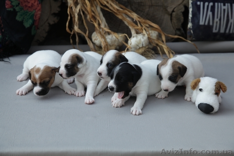 Джек рассел терьер. Доставим щенка в любой город!  - <ro>Изображение</ro><ru>Изображение</ru> #1, <ru>Объявление</ru> #701636