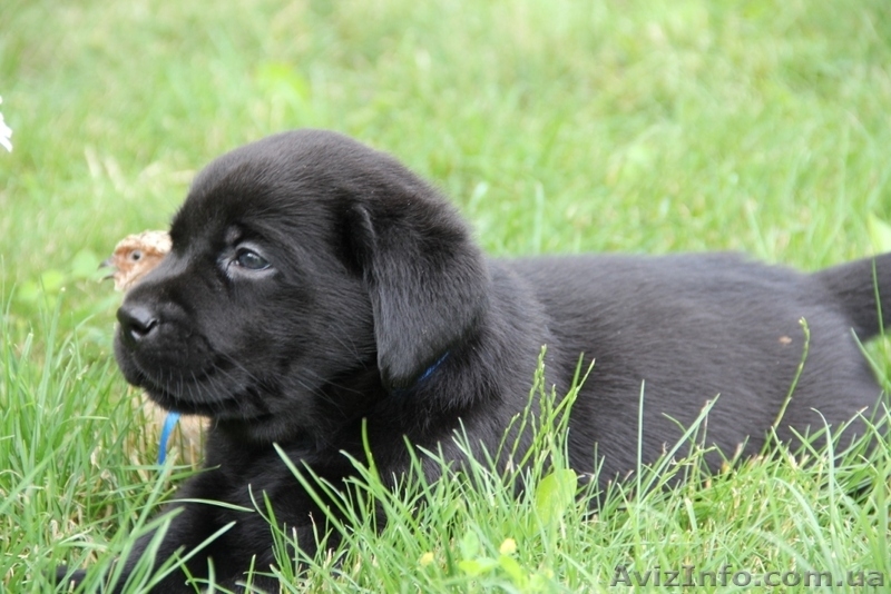 Джек рассел терьер. Доставим щенка в любой город!  - <ro>Изображение</ro><ru>Изображение</ru> #3, <ru>Объявление</ru> #701636