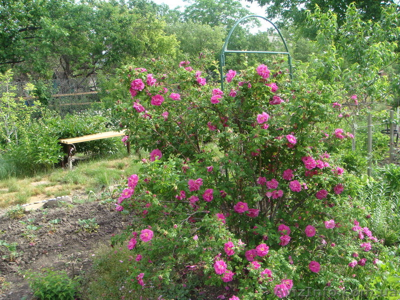 дачу для счастливого образа жизни - <ro>Изображение</ro><ru>Изображение</ru> #9, <ru>Объявление</ru> #724143