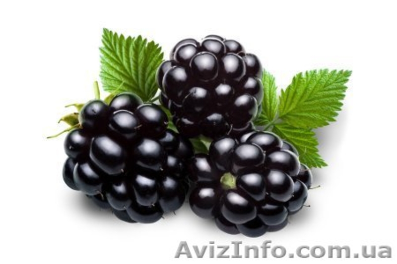 Продам саженцы Ежевики Садовой сорт "Торнфри" - <ro>Изображение</ro><ru>Изображение</ru> #1, <ru>Объявление</ru> #763333