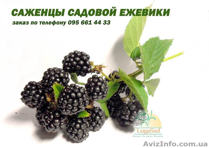 Продам саженцы Ежевики Садовой сорт "Торнфри" - <ro>Изображение</ro><ru>Изображение</ru> #2, <ru>Объявление</ru> #763333