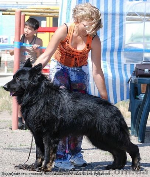 Предлагаются щенки немецкой овчарки - <ro>Изображение</ro><ru>Изображение</ru> #3, <ru>Объявление</ru> #786061