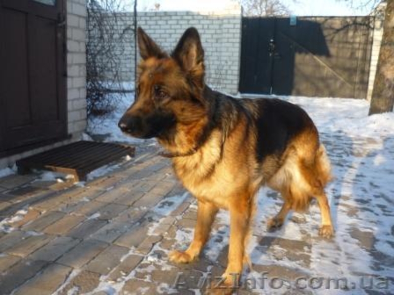 Предлагаются щенки немецкой овчарки - <ro>Изображение</ro><ru>Изображение</ru> #2, <ru>Объявление</ru> #786061