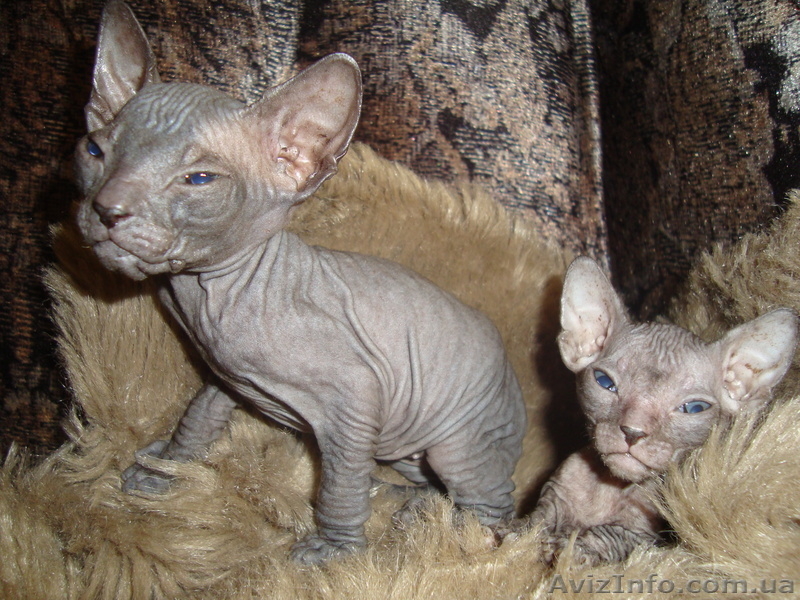 кошечка сфинкса по супер цене - <ro>Изображение</ro><ru>Изображение</ru> #3, <ru>Объявление</ru> #818046