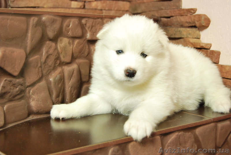 Предлагаются щенки саоедской собаки хороших кровей от родителей-чемпионов - <ro>Изображение</ro><ru>Изображение</ru> #3, <ru>Объявление</ru> #828682