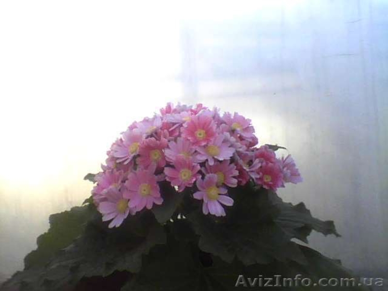 Цветы оптом л 8марта и не только - <ro>Изображение</ro><ru>Изображение</ru> #3, <ru>Объявление</ru> #849786