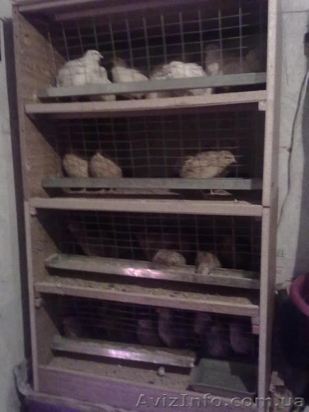 яйцо перепелиное - <ro>Изображение</ro><ru>Изображение</ru> #2, <ru>Объявление</ru> #847487