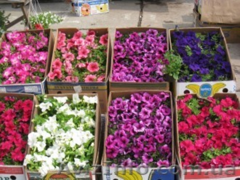 Продаётся рассада петуния, газания, катарантус и др.  - <ro>Изображение</ro><ru>Изображение</ru> #2, <ru>Объявление</ru> #845428