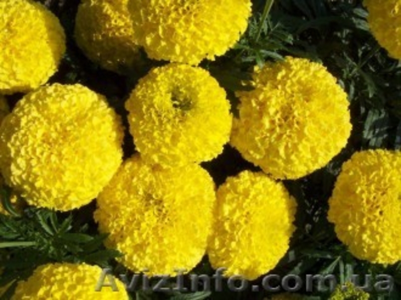 Продаётся рассада петуния, газания, катарантус и др.  - <ro>Изображение</ro><ru>Изображение</ru> #7, <ru>Объявление</ru> #845428