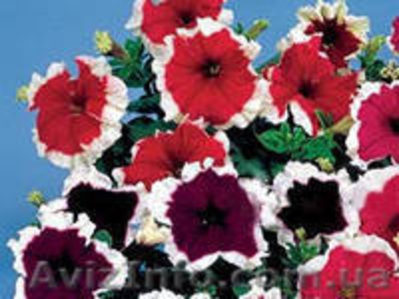 Продаётся рассада петуния, газания, катарантус и др.  - <ro>Изображение</ro><ru>Изображение</ru> #4, <ru>Объявление</ru> #845428