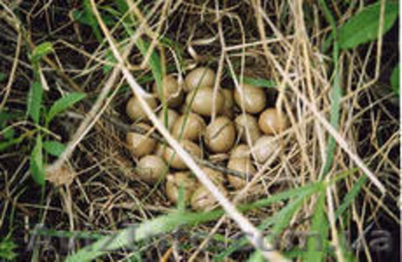 яйцо перепелиное - <ro>Изображение</ro><ru>Изображение</ru> #1, <ru>Объявление</ru> #847487