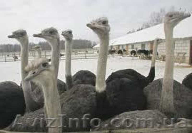 Страусиная ферма и многие другие экскурсии из Луганска . - <ro>Изображение</ro><ru>Изображение</ru> #2, <ru>Объявление</ru> #834727