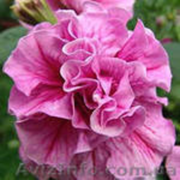 Продаётся рассада петуния, газания, катарантус и др.  - <ro>Изображение</ro><ru>Изображение</ru> #8, <ru>Объявление</ru> #845428