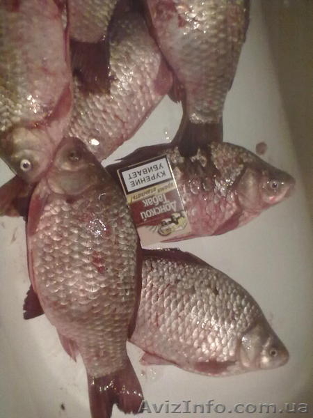 живая рыба живая рыба - <ro>Изображение</ro><ru>Изображение</ru> #2, <ru>Объявление</ru> #855183