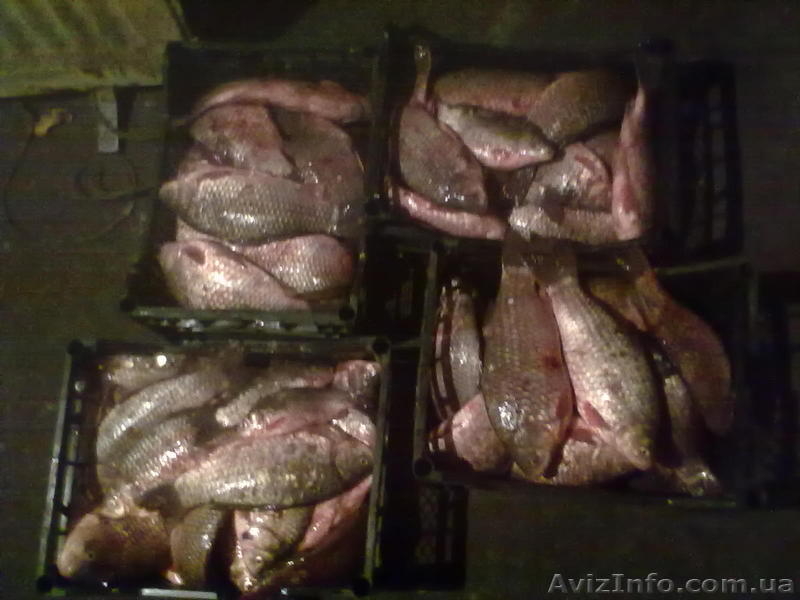 живая рыба живая рыба - <ro>Изображение</ro><ru>Изображение</ru> #3, <ru>Объявление</ru> #855183