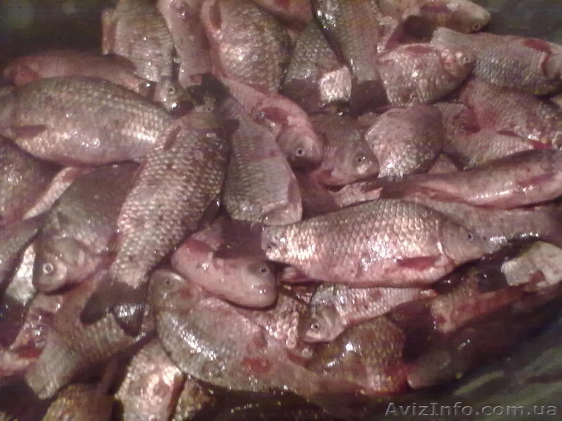 живая рыба живая рыба - <ro>Изображение</ro><ru>Изображение</ru> #4, <ru>Объявление</ru> #855183