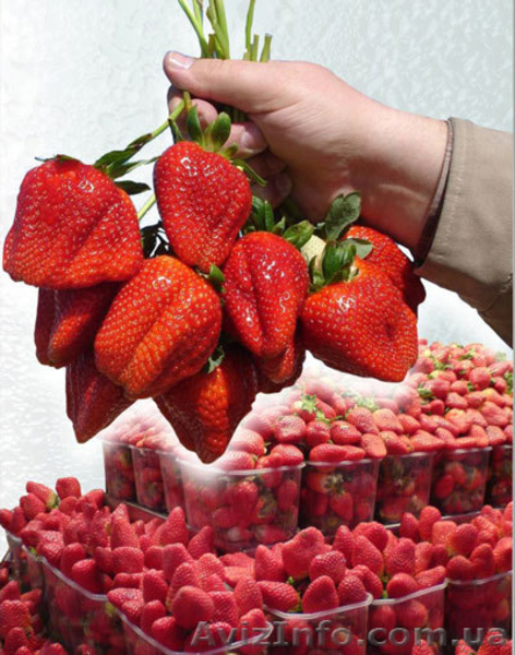 Продам рассаду клубники Фламенко  - <ro>Изображение</ro><ru>Изображение</ru> #2, <ru>Объявление</ru> #871501