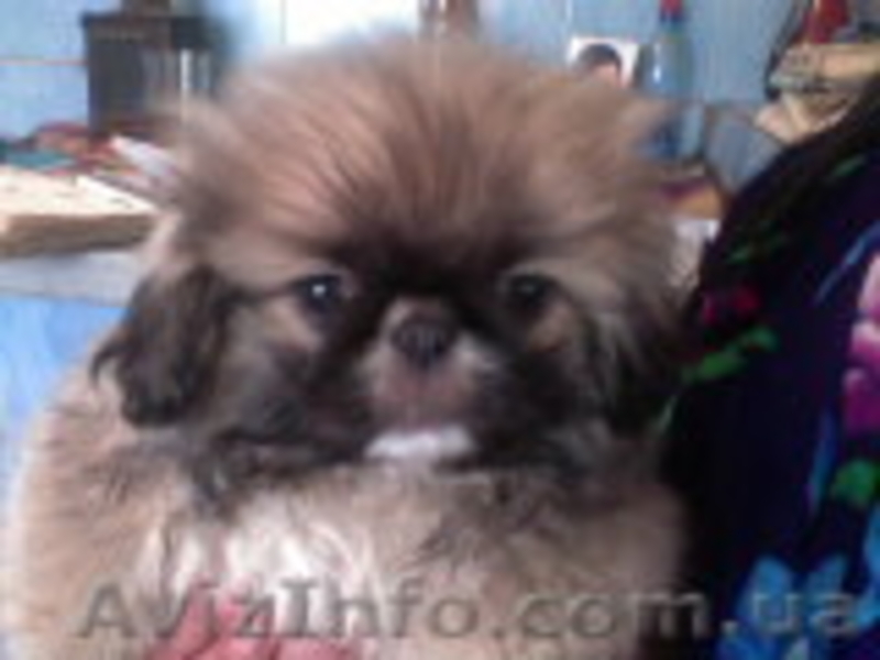 чистопородные мальчики пекинеса - <ro>Изображение</ro><ru>Изображение</ru> #1, <ru>Объявление</ru> #856543