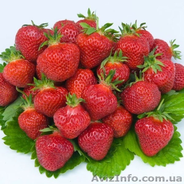 Продам рассаду клубники Фламенко  - <ro>Изображение</ro><ru>Изображение</ru> #1, <ru>Объявление</ru> #871501