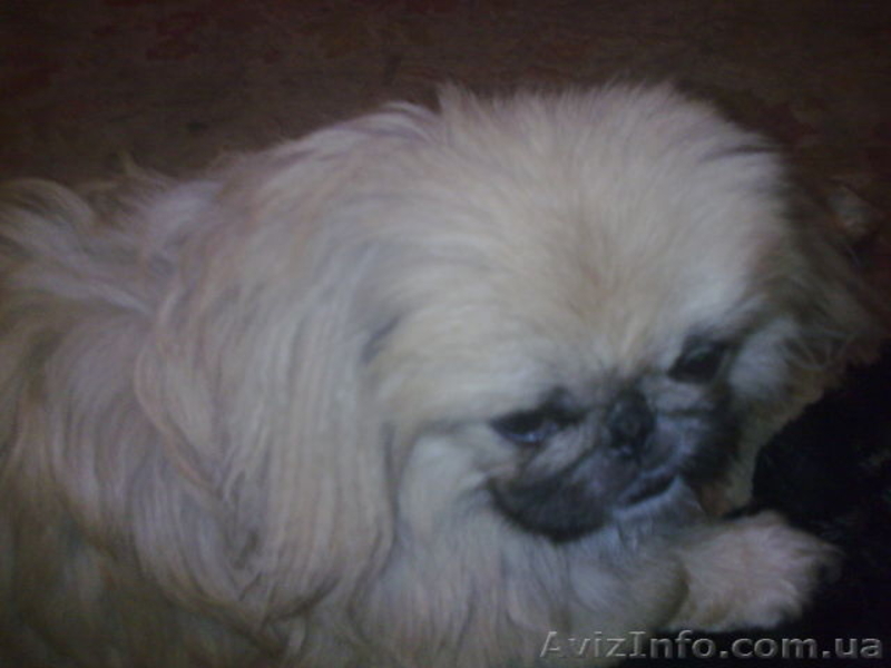 чистопородные мальчики пекинеса - <ro>Изображение</ro><ru>Изображение</ru> #3, <ru>Объявление</ru> #856543