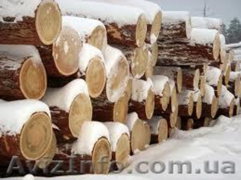 Сибирская лиственница Луганск - <ro>Изображение</ro><ru>Изображение</ru> #8, <ru>Объявление</ru> #857932