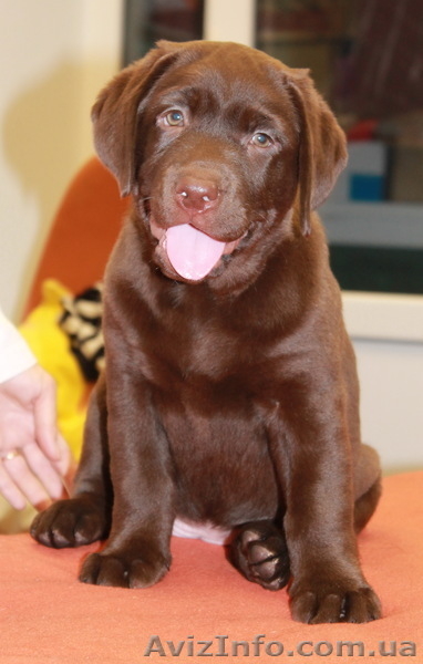 шоколадные щенки лабрадора - <ro>Изображение</ro><ru>Изображение</ru> #1, <ru>Объявление</ru> #856836