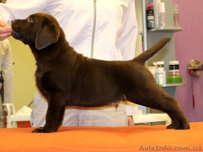 шоколадные щенки лабрадора - <ro>Изображение</ro><ru>Изображение</ru> #2, <ru>Объявление</ru> #856836